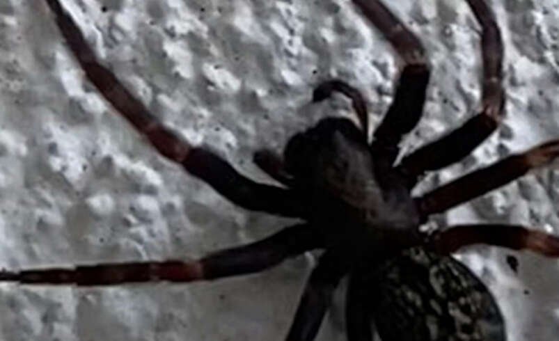 Commercial Pest Control Canberra