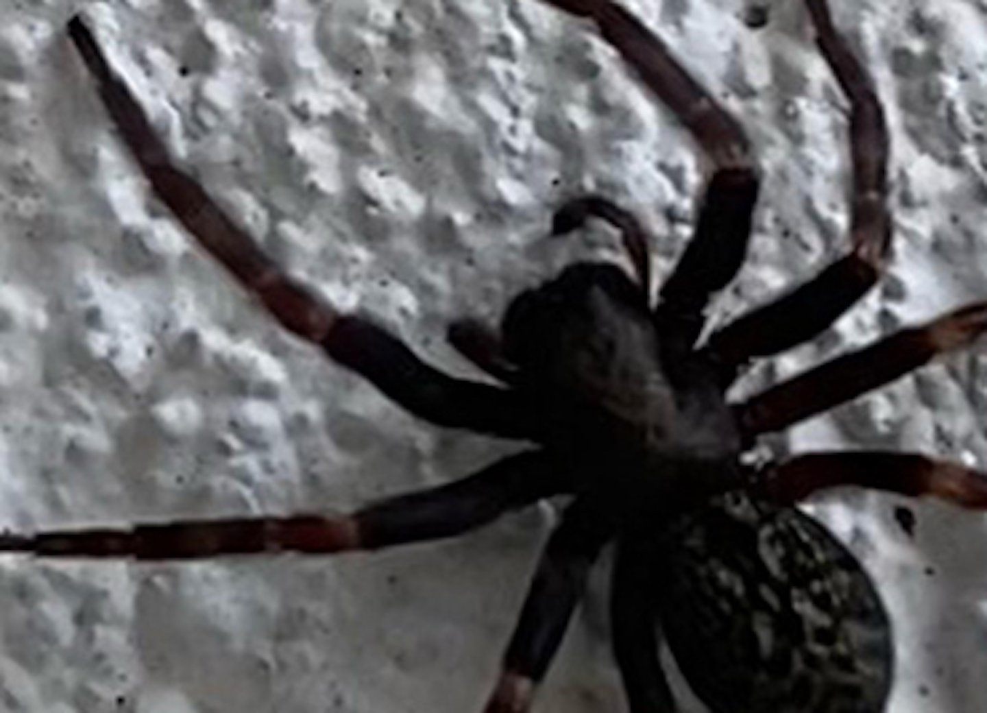 Commercial Pest Control Canberra