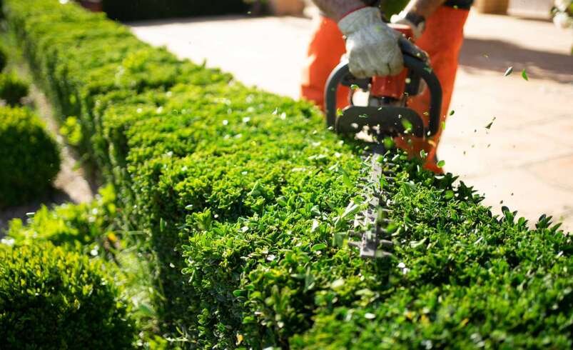 Arborist in Melbourne | Tree Trotters Victoria Pty Ltd