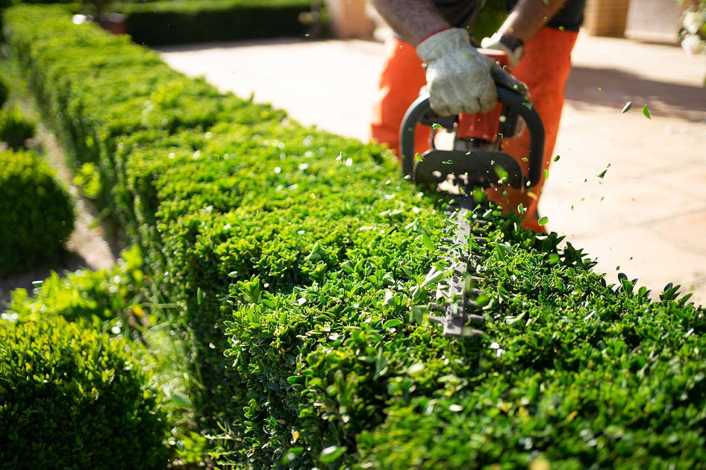 Arborist in Melbourne | Tree Trotters Victoria Pty Ltd