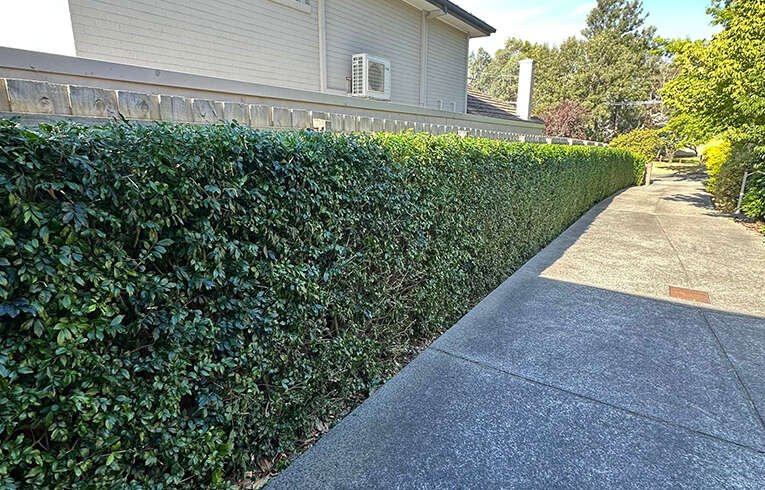 Hedging in Melbourne