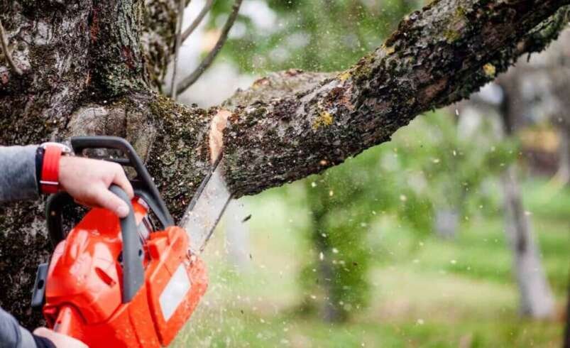 Tree Services in Fyshwick