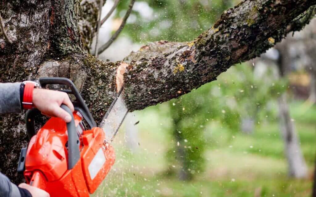 Tree Services in Fyshwick