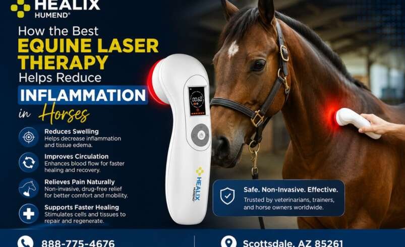 How the Best Equine Laser Therapy Helps Reduce Inflammation in Horses