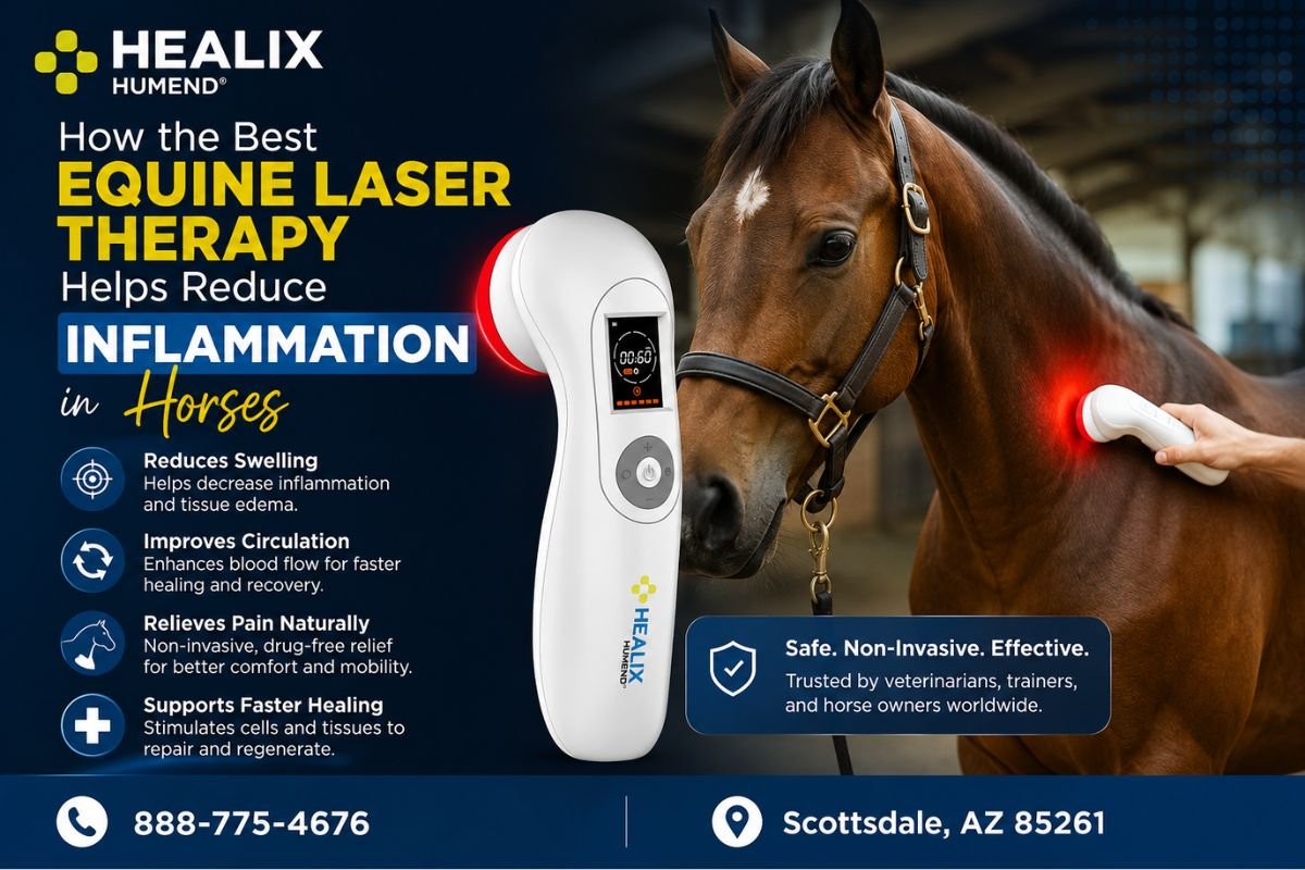 How the Best Equine Laser Therapy Helps Reduce Inflammation in Horses