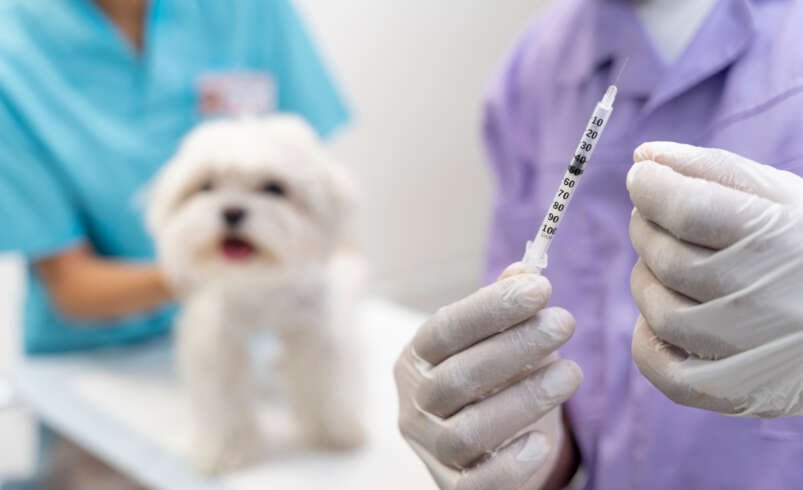 What Vaccinations Does a Puppy Need in Canada?