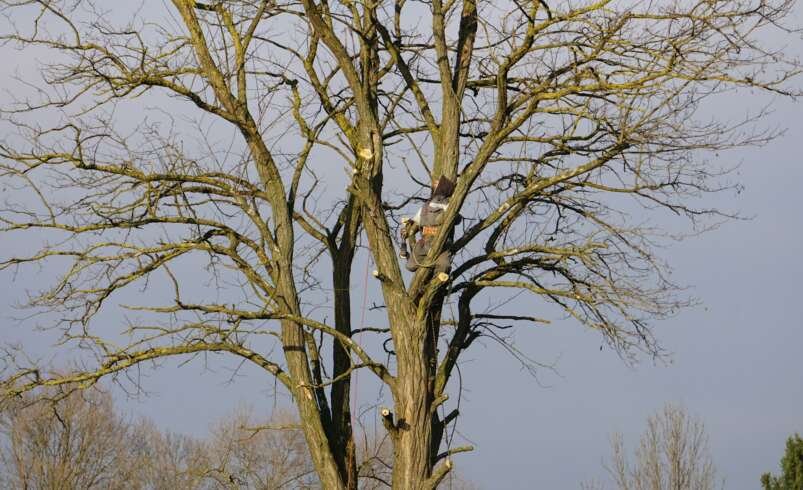 10 Services an AQF Level 5 Arborist Provides