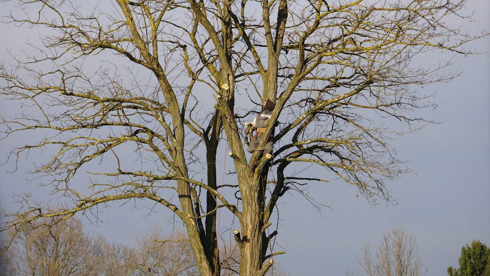10 Services an AQF Level 5 Arborist Provides