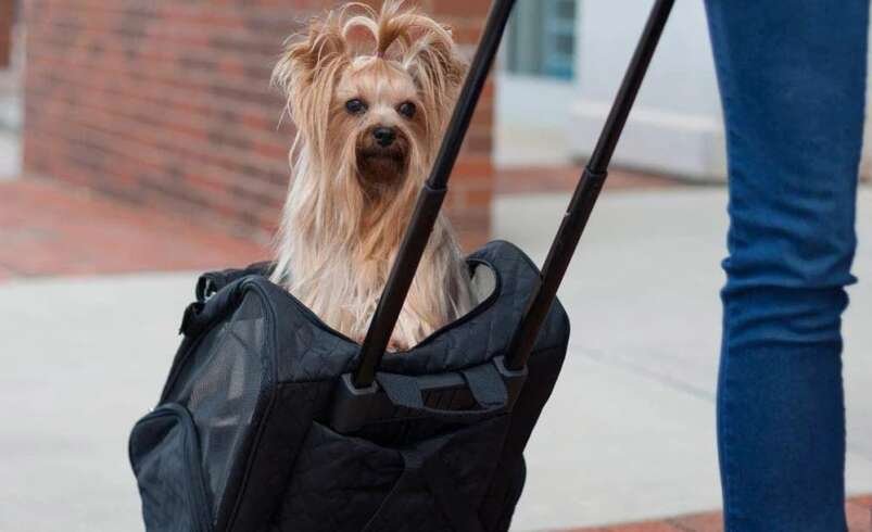 Complete Guide to Choosing the Best Pet Carrier UK Pet Owners Trust