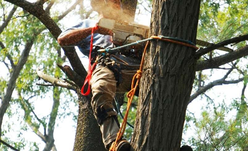 Emergency Tree Removal and Debris Cleanup: Protecting Your Palm Beach Property After a Storm